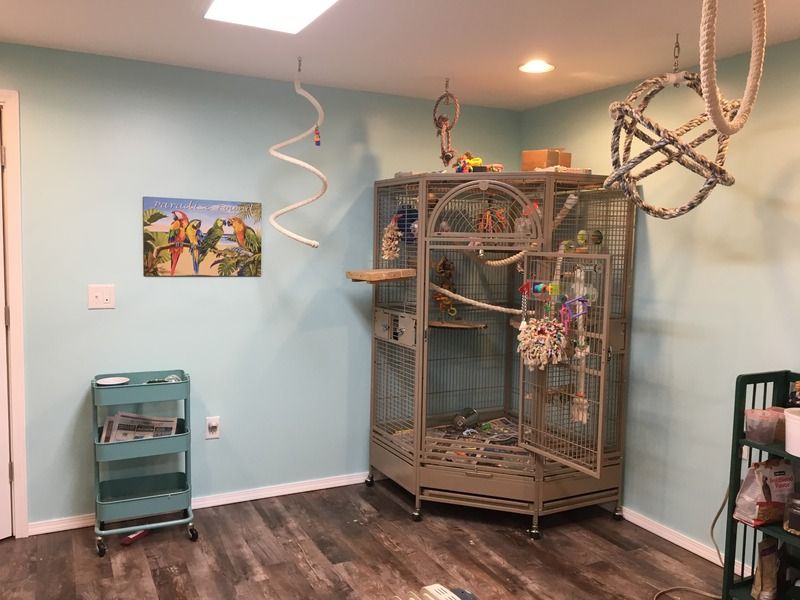 Bird Room Finally Complete Avian Avenue Parrot Forum